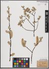 Foto von Salix aurita L. x Salix lapponum L.